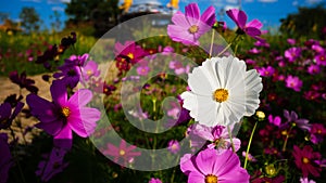 Cosmos Pink and white flower blooming on blue sky.Garden park floral landscape.nature eco environment concept.Floral bloom