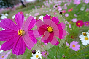 Cosmos plower