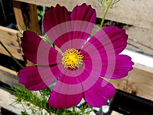 The Cosmos Purple Flower with Yellow Center