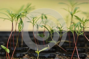 Cosmos seedlings