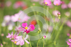 Cosmos at Showa Memorial Park