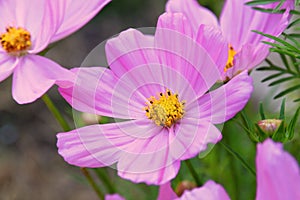 Cosmos Sonata Flowerfield pink flower field