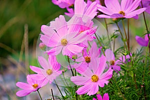 Cosmos Sonata Flowerfield pink flower field photo