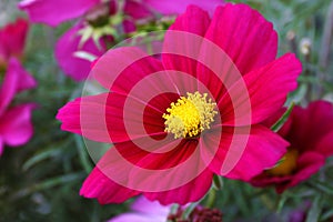 Cosmos Sonata Flowerfield pink red flower field Cosmos bipinnatus