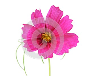 Cosmos Sonata Flowers