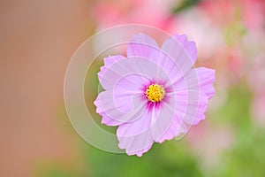 Cosmos spp background close-up