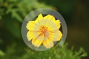 Cosmos sulphureus is also known as sulfur cosmos and yellow cosmos. It is native to Mexico