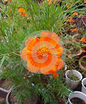 Cosmos sulphureus 'Bright Light' (orange)