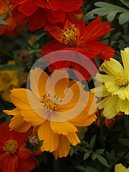 Cosmos sulphureus Brightness Mixed 04