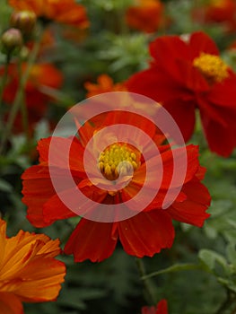 Cosmos sulphureus Brightness Red 04