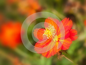 Cosmos sulphureus cav, compositae, cosmos, mexican aster photo