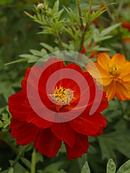 Cosmos sulphureus Cosmic Red 07