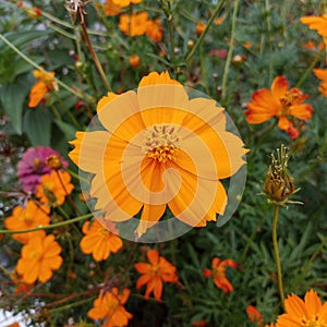 Cosmos sulphureus cosmos sulfur