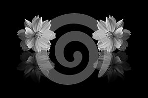 Cosmos sulphureus flower of black and white