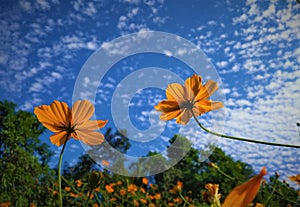 Cosmos Sulphureus flower under blue sky