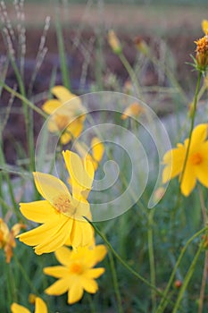 The Cosmos sulphureus flowers