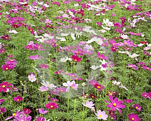 Cosmos sulphureus flowers bloom.