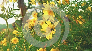 Cosmos Sulphureus flowers field close up with sun flares.