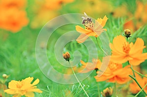 Cosmos sulphureus and honey bee, nature, flower, spring