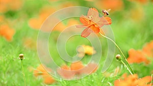 Cosmos sulphureus and honey bee, nature, flower, spring, banner