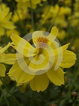 Cosmos sulphureus Ladybird Lemon 01