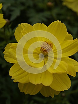 Cosmos sulphureus Ladybird Lemon 02