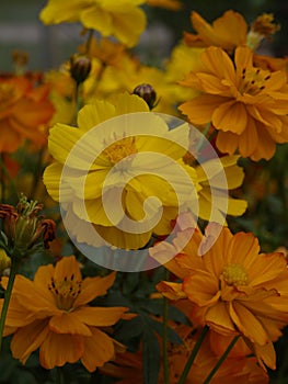 Cosmos sulphureus Ladybird Mixed