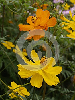 Cosmos Sulphureus Polidor Mixed 04