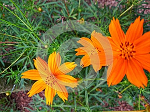 Cosmos sulphureus or yellow cosmos