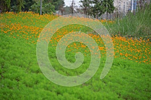 Cosmos sulphureus yellow cosmos flowers field at sunset.