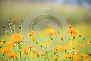 Cosmos sulphureus yellow cosmos flowers field at sunset.