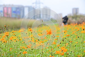 Cosmos sulphureus yellow cosmos flowers field at sunset.