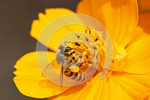 Cosmos sulphureus Yellow cosmos yellow flower