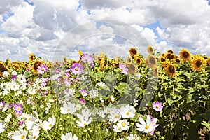 Cosmos and sun flowers under cumulus clouds