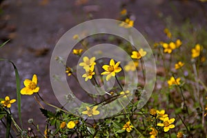 Cosmos suplhur plant