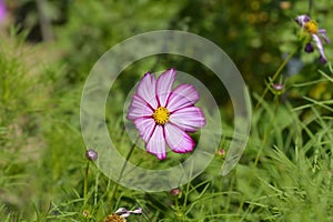 Cosmos Tetra Versailles Rose Edge