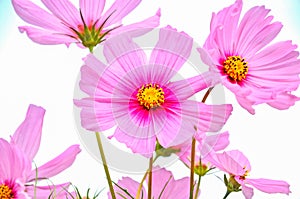 Cosmos a very beautiful flower in Spring in pink color.