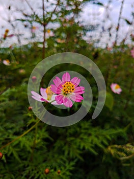 Cosmos white pink flower on nature background.
