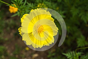 Cosmos yellow beautiful flower.
