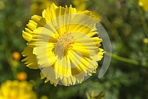 Cosmos yellow beautiful flower.