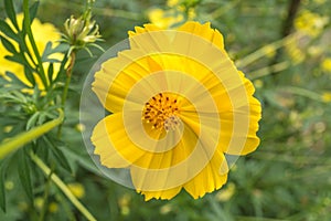 Cosmos yellow beautiful flower.