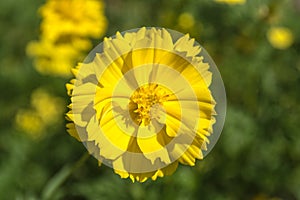 Cosmos yellow beautiful flower.