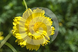 Cosmos yellow beautiful flower.