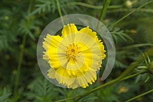 Cosmos yellow beautiful flower.