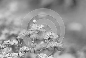 Cosmose flower in the field made with balck and white or grey co photo