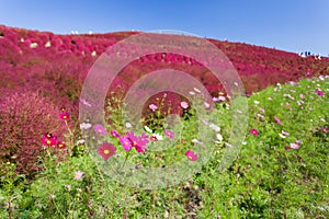 Cosmoses field and kochias hill photo