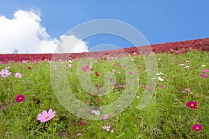 Cosmoses field and kochias hill photo