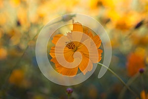 cosmosâ€‹ flowerâ€‹ withâ€‹ blurâ€‹ backgroundâ€‹ Inâ€‹ theâ€‹ tropicalâ€‹ garden.