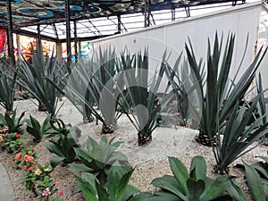 Cosmovitral is a botanical garden - Toluca - Mexico