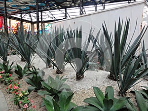 Cosmovitral is a botanical garden - Toluca, Mexico